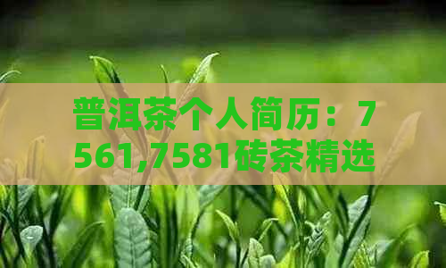 普洱茶个人简历：7561,7581砖茶精选