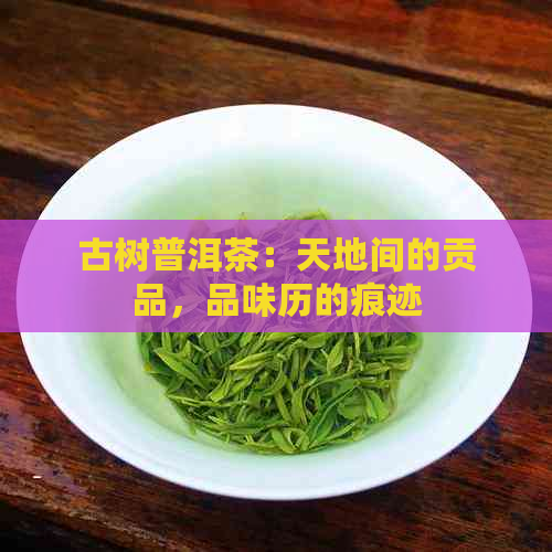 古树普洱茶：天地间的贡品，品味历的痕迹