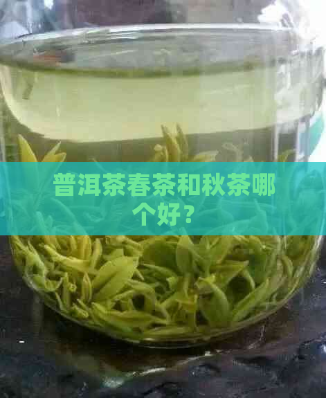 普洱茶春茶和秋茶哪个好？