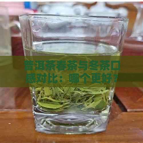 普洱茶春茶与冬茶口感对比：哪个更好？