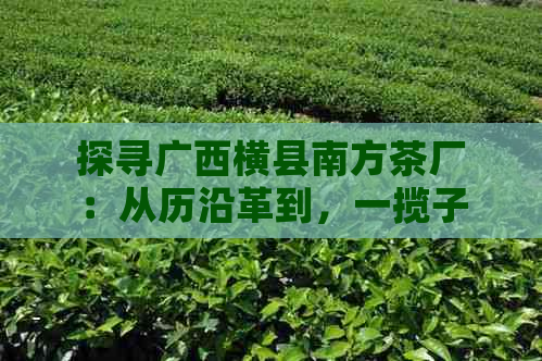 探寻广西横县南方茶厂：从历沿革到，一揽子了解