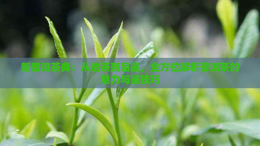 新普洱茶典：从选茶到品鉴，全方位解析普洱茶的魅力与鉴技巧