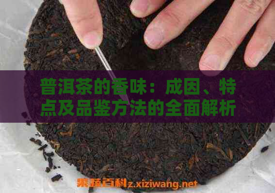 普洱茶的香味：成因、特点及品鉴方法的全面解析