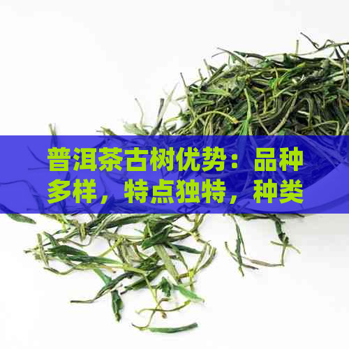 普洱茶古树优势：品种多样，特点独特，种类丰富，滋味醇厚。