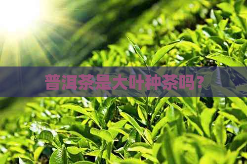 普洱茶是大叶种茶吗？