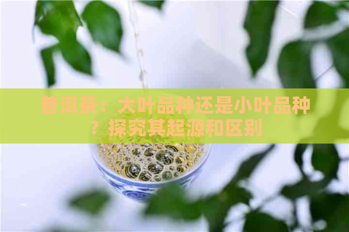 普洱茶：大叶品种还是小叶品种？探究其起源和区别