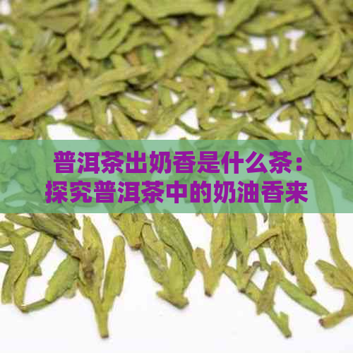 普洱茶出奶香是什么茶：探究普洱茶中的奶油香来源