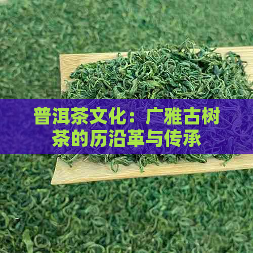 普洱茶文化：广雅古树茶的历沿革与传承