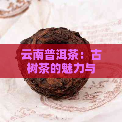 云南普洱茶：古树茶的魅力与品鉴之道