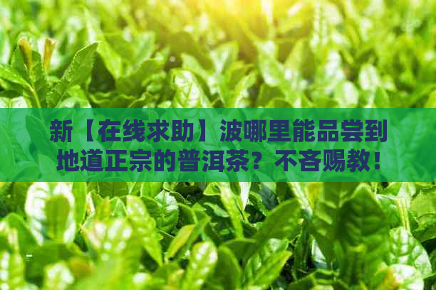 新【在线求助】波哪里能品尝到地道正宗的普洱茶？不吝赐教！