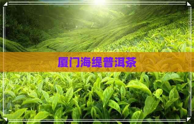 厦门海缇普洱茶