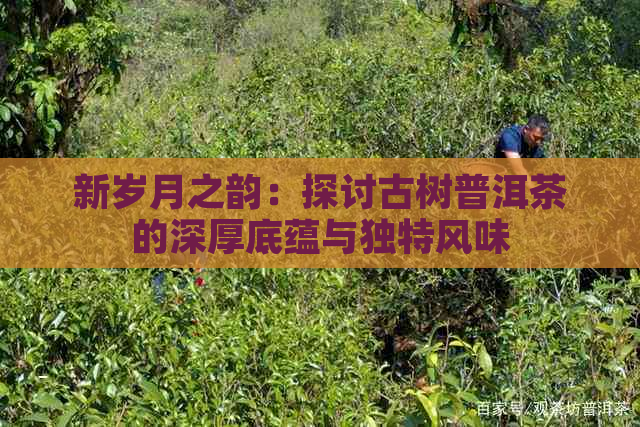 新岁月之韵：探讨古树普洱茶的深厚底蕴与独特风味