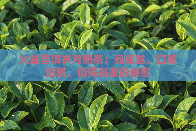 大益普洱岁月熟茶：品质越，口感细腻，值得品鉴的秘密