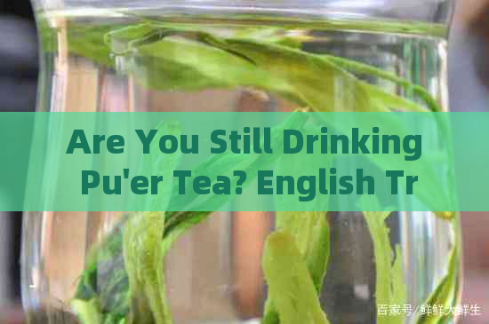 Are You Still Drinking Pu'er Tea? English Translation and Explanation