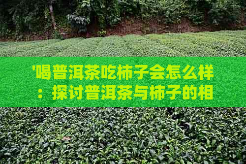 '喝普洱茶吃柿子会怎么样：探讨普洱茶与柿子的相容性及可能影响'