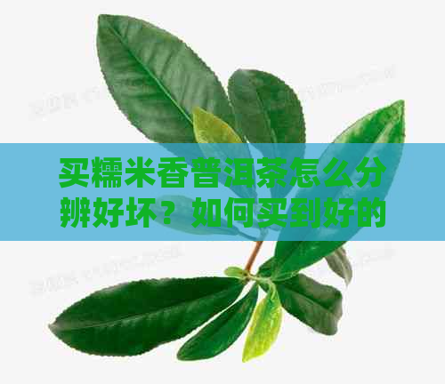 买糯米香普洱茶怎么分辨好坏？如何买到好的糯米香普洱茶并便宜购买？