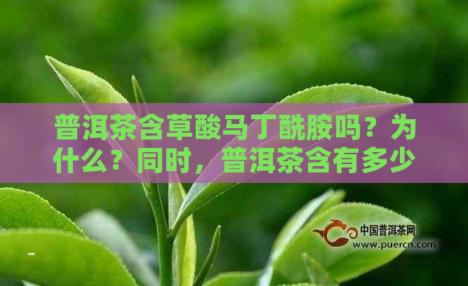 普洱茶含草酸马丁酰胺吗？为什么？同时，普洱茶含有多少草酸钙？