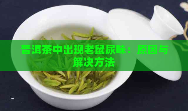 普洱茶中出现老鼠尿味：原因与解决方法