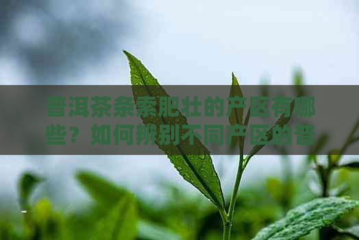 普洱茶条索肥壮的产区有哪些？如何辨别不同产区的普洱茶？