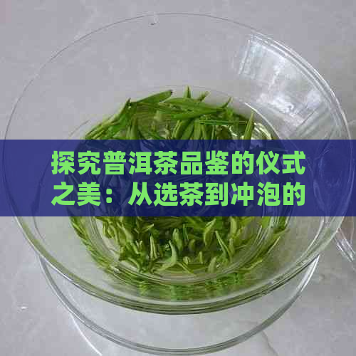 探究普洱茶品鉴的仪式之美：从选茶到冲泡的传统礼仪