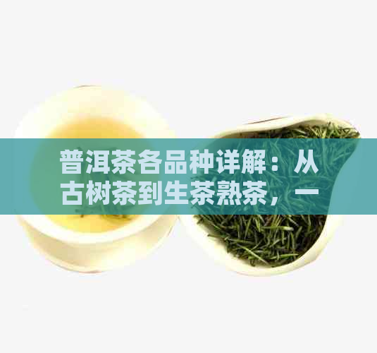 普洱茶各品种详解：从古树茶到生茶熟茶，一文解析普洱茶的多样性与特点