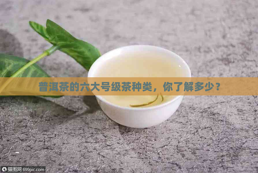 普洱茶的六大号级茶种类，你了解多少？