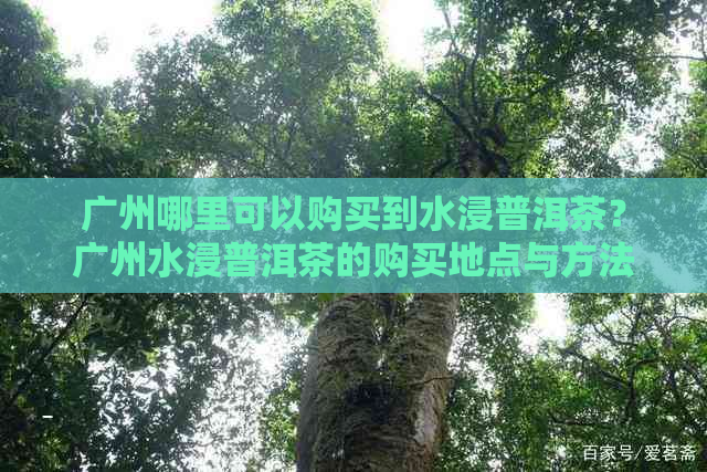 广州哪里可以购买到水浸普洱茶？广州水浸普洱茶的购买地点与方法全面解析