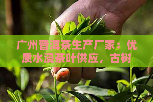 广州普洱茶生产厂家：优质水浸茶叶供应，古树茶、熟茶、生茶应有尽有