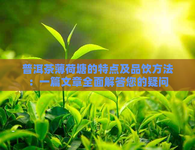 普洱茶薄荷塘的特点及品饮方法：一篇文章全面解答您的疑问