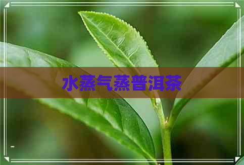 水蒸气蒸普洱茶