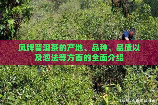 凤牌普洱茶的产地、品种、品质以及泡法等方面的全面介绍