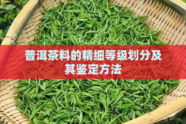 普洱茶料的精细等级划分及其鉴定方法