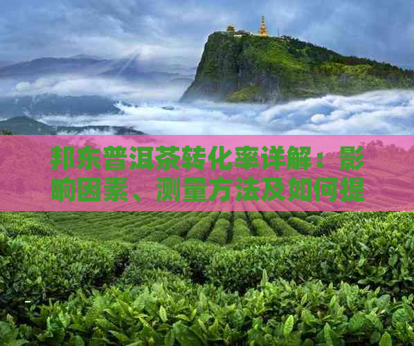 邦东普洱茶转化率详解：影响因素、测量方法及如何提高转化率？