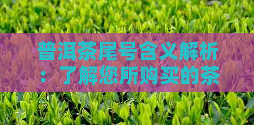 普洱茶尾号含义解析：了解您所购买的茶叶品质与等级的关键指南