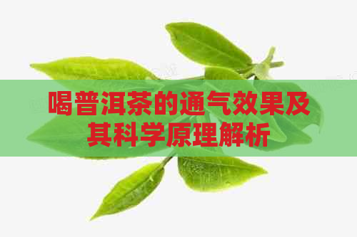 喝普洱茶的通气效果及其科学原理解析