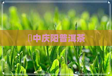 黙中庆阳普洱茶