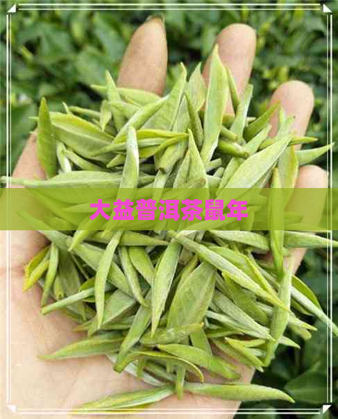 大益普洱茶鼠年