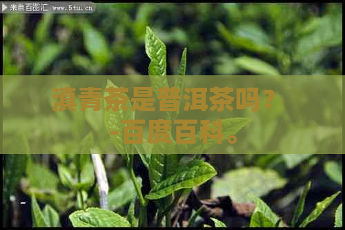 滇青茶是普洱茶吗？ -百度百科。