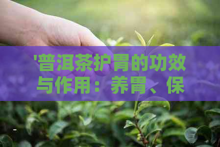 '普洱茶护胃的功效与作用：养胃、保护胃黏膜、暖胃、养肝护胃'