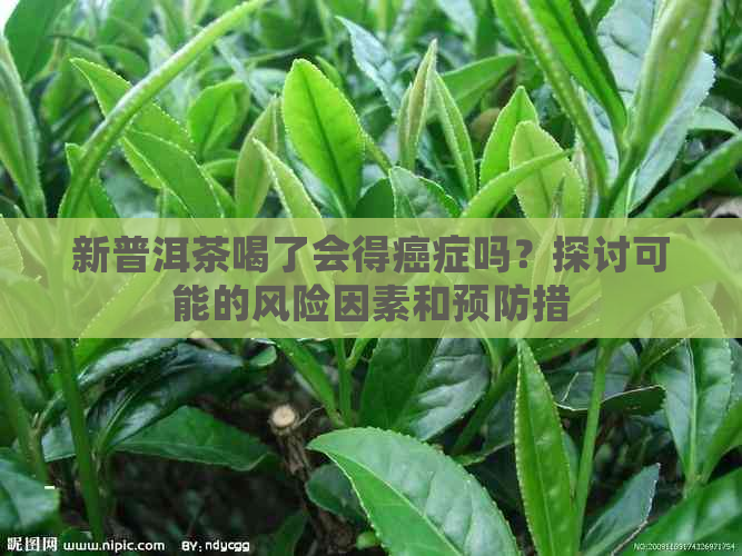 新普洱茶喝了会得癌症吗？探讨可能的风险因素和预防措