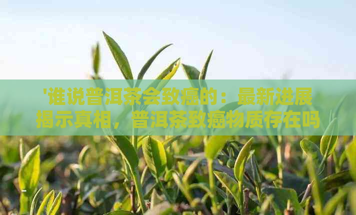 '谁说普洱茶会致癌的：最新进展揭示真相，普洱茶致癌物质存在吗？'