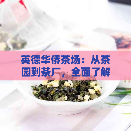 英德华侨茶场：从茶园到茶厂，全面了解茶叶生产与加工过程