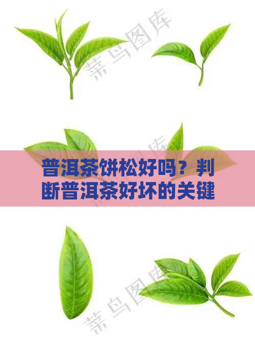 普洱茶饼松好吗？判断普洱茶好坏的关键因素是什么？