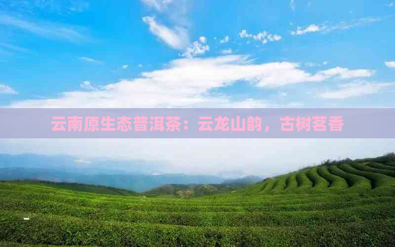 云南原生态普洱茶：云龙山韵，古树茗香