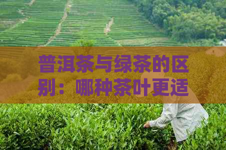 普洱茶与绿茶的区别：哪种茶叶更适合你？