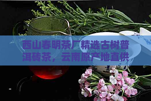 西山春明茶厂精选古树普洱砖茶，云南原产地直供，生茶熟茶多样选择