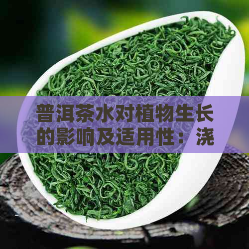 普洱茶水对植物生长的影响及适用性：浇灌植物的选择？