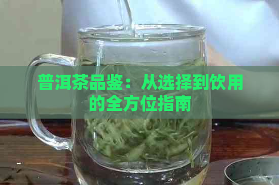 普洱茶品鉴：从选择到饮用的全方位指南