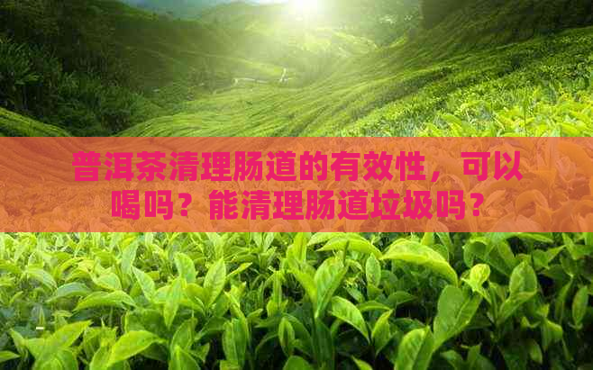 普洱茶清理肠道的有效性，可以喝吗？能清理肠道垃圾吗？