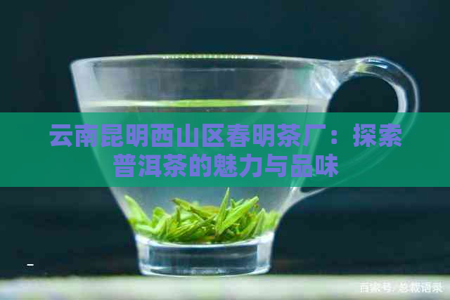 云南昆明西山区春明茶厂：探索普洱茶的魅力与品味